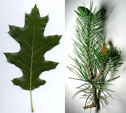 Deciduous versus coniferous leaf. Red oak and pine