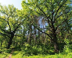 Forêt de chênes