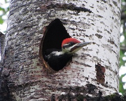 Pileated woodpecker at Seney National Wildlife Refuge