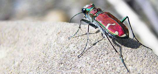 Cicindela limbalis, the green-margined tiger beetle