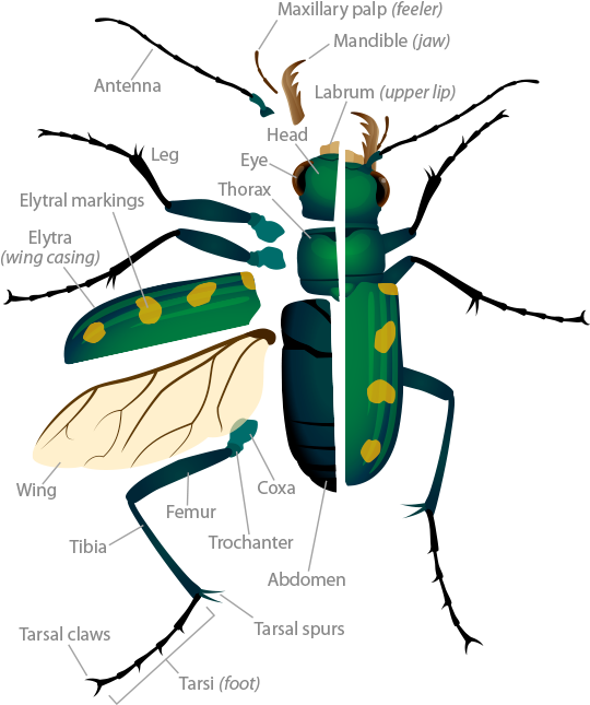 Tiger beetle anatomy pop up image