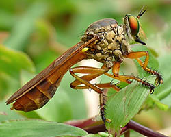 Robber fly perched on a leaf