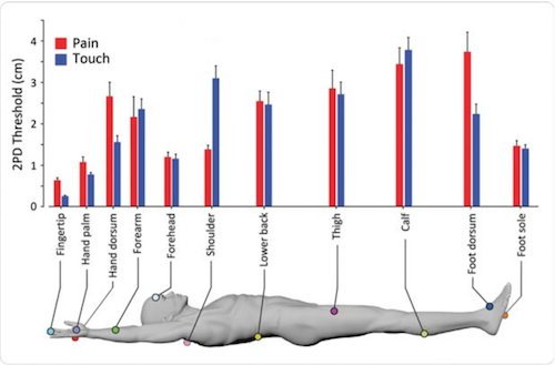 Illustration showing thresholds of touch and pain receptors throughout the human body.