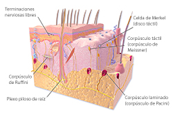 Una ilustración de la piel, con partes etiquetadas que muestran la anatomía de la piel.