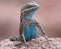 Lizards - Blue Morph