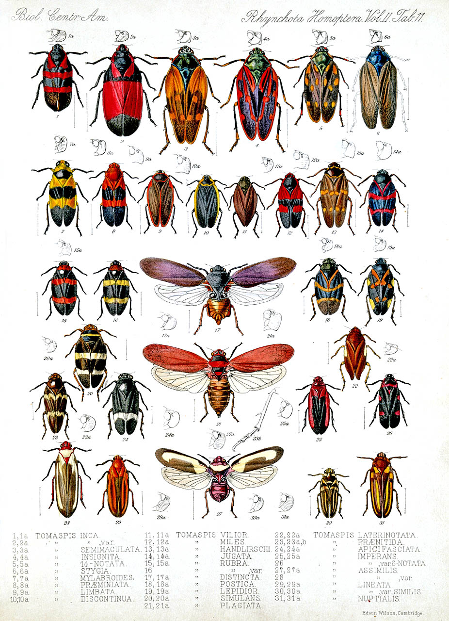 insects-facts-pictures-videos-charts-ira-parenting-insects