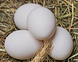 Four chicken eggs in a pile on straw