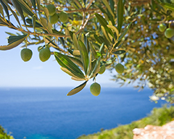 An image of part of an olive tree, taken near the coast.