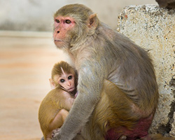 A rhesus macaque mother with her baby