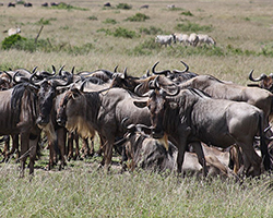 A herd of wildebeest during migration
