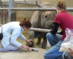 Karla Moeller training a black rhinoceros at Fossil Rim Wildlife Park