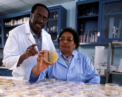 Microbiologists working for the USDA