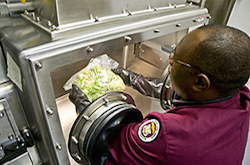 An African American man with short hair and glasses checks a lettuce head for any foreign substance. The lettuce is in a sealed clear box. The man uses black arm slots that allow him to reach in and inspect the lettuce without touching it wit his bare hands.