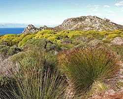 Fynbos habitat in South Africa