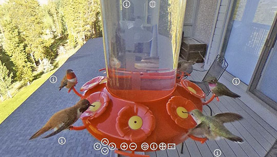 Hummingbird feeder 360 VR