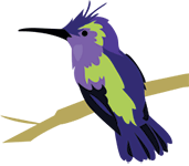 hummingbird on tree branch illustration