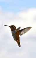 humming bird in front of clouds image