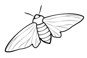 Peppered moth illustration
