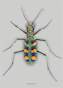 &lt;em&gt;Calochroa octonotata&lt;/em&gt; - Giant Riverine Tiger Beetle