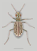 &lt;em&gt;Chaetodera albina&lt;/em&gt; - White Sand Tiger Beetle