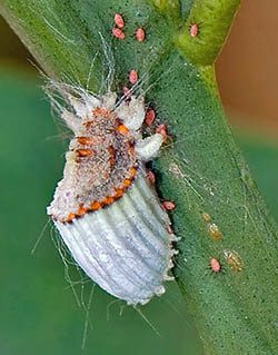 Scale Insect with Young