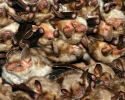 A roosting colony of greater mouse-eared bats