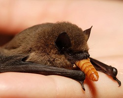 bat eating mealworm