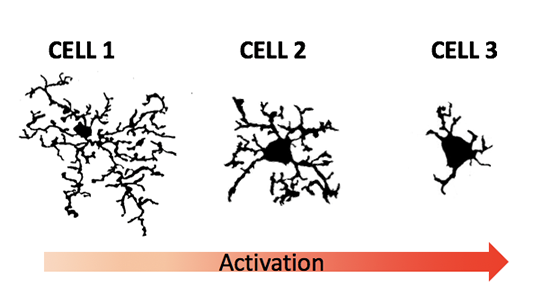 Microglia cells activation stages
