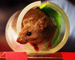 Lab mouse in tube
