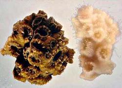 Healthy vs bleached coral