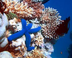 Coral reef with blue starfish