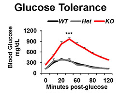 PLOS graph of glucose levels after protein deletion