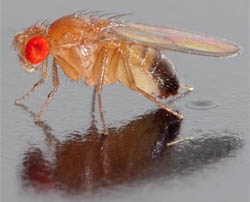 Drosophila - fruit fly