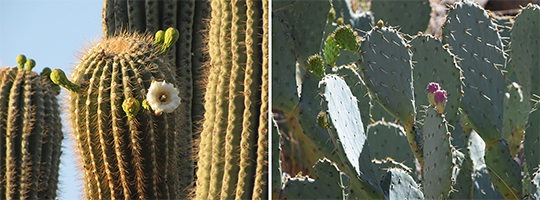 An image of saguaro cactus on the left and prickly pear on the right