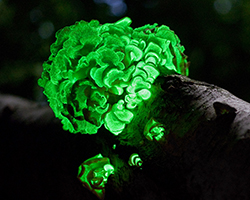 A time lapse photo showing mushrooms on a tree limb and the mushrooms are glowing green