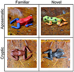Clay frog models