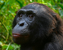 Male bonobo face