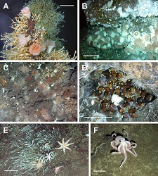 marine organisms at vent