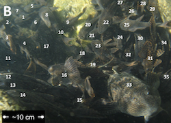 A large number of pleco fish swim in a group. There is a number over each pleco to show that scientists were counting how many fish were in a particular area of water.