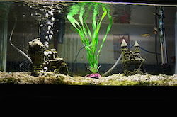 A close up picture of a fish tank. The middle of the tank is glowing, with a bright green plant moving up through the water. A rock sits to the left of the plant with bubbles coming from it. A small castle sits to the right with a small hole for fish to swim through.