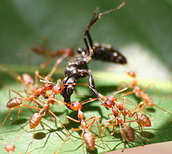 many brownish-red ants are together on top of a leaf-like structure. They are working together to carry a larger object, which is another bug of some kind. It is larger than the ants and black in color.