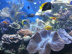 fish swim through an aquarium. A large clam sits in the bottom right of the image, surrounded by coral and rocks. Above the aquarium floor brightly colored fish swim about the tank.