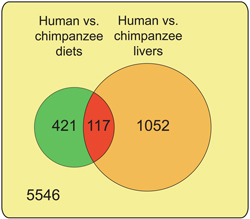 Image from Article showing human vs chimpanzee diets and livers