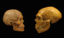 Two skulls sit on a black background. The left skull is that of a human, while the right is that of a neanderthal. The two skulls face each other.