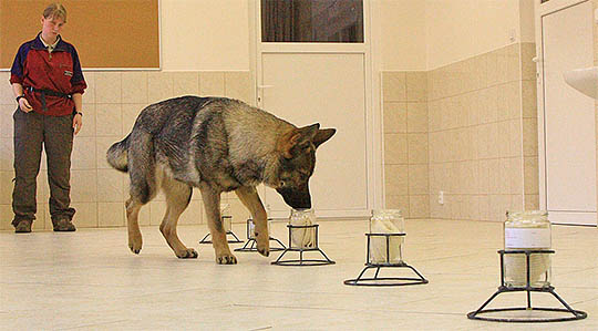 Dog detecting scents