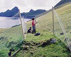 Net traps to catch sheep