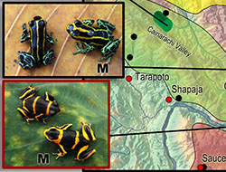 Small poison frog map