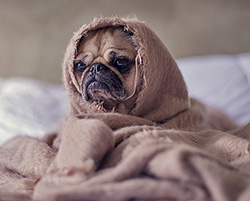 A pug breed dog wrapped in a blanket on a bed