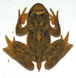A top image of a fanged frog resting on a white surface. The frog is brown, and it's 4 limbs are slightly spread out. Additionally, it has an intromittent organ on it's tail end. This organ extends out away from the body and is relatively small in relation to the other limbs.