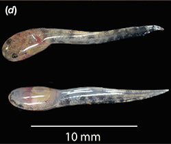 two tadpoles rest horizontally on a black background. Their heads are on the left side of the images, tails on the right. The heads have a brown color almost similar to the adult frog, but the tails are black and transparent in color.